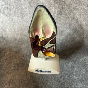 Dog Ear Anatomy Model Canine Ear Veterinary Teaching Pet Clinic Display Banfield